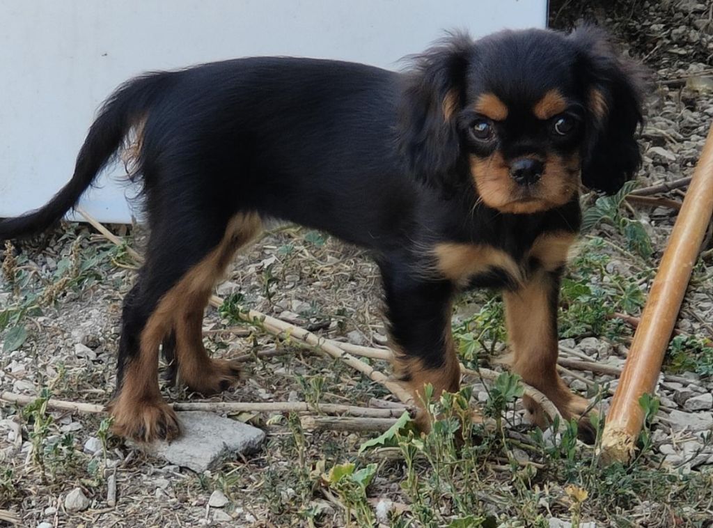 Du Shadogfionie - MAGNIFIQUE CHIOTS cavalier king Charles 