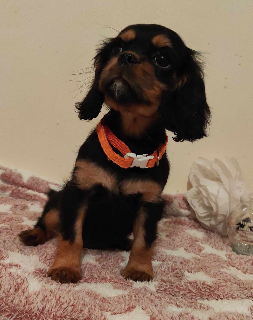 Du Shadogfionie - Chiots disponibles - Cavalier King Charles Spaniel